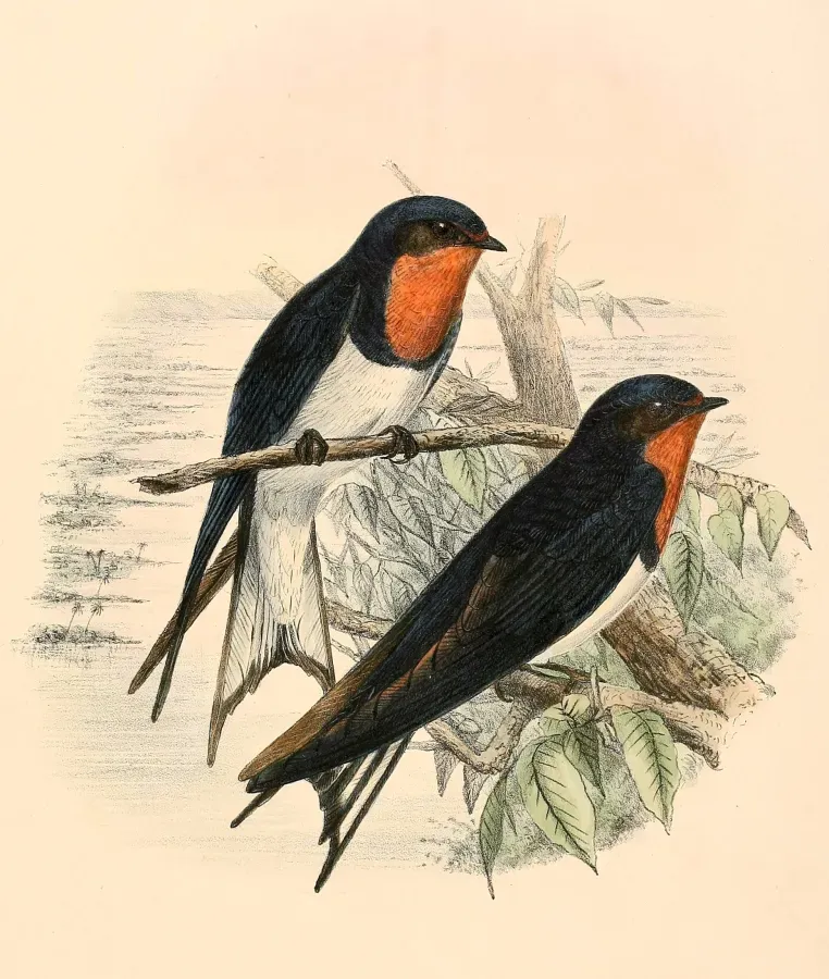 File:Hirundo lucida 1894.jpg