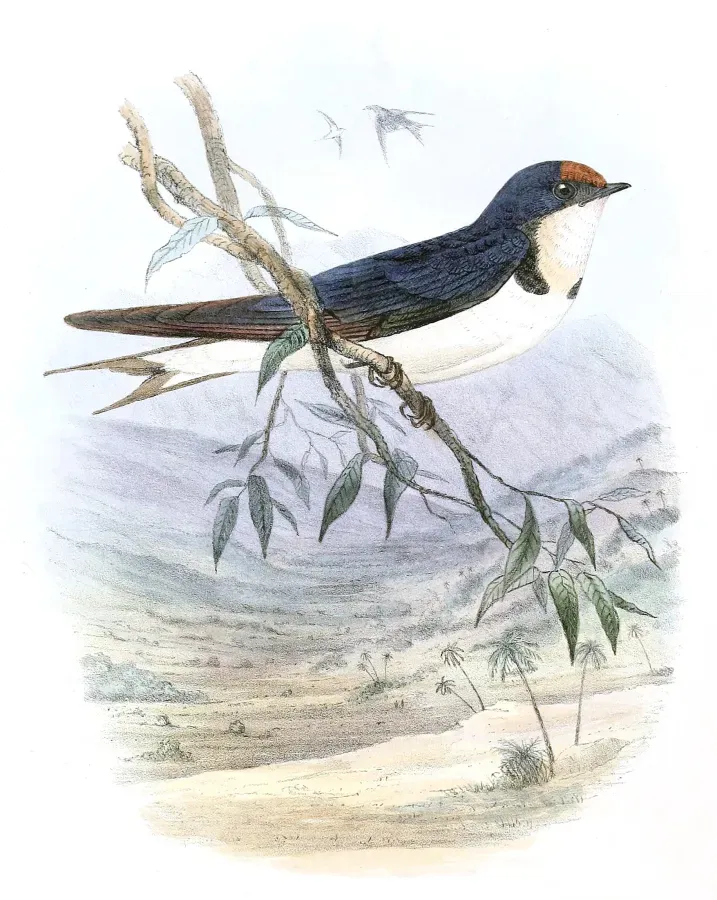 File:Hirundo aethiopica 1894.jpg