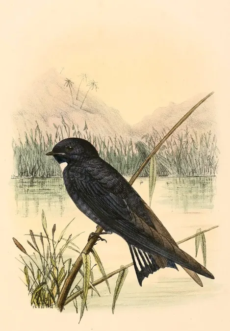 File:Hirundo nigrita 1894.jpg