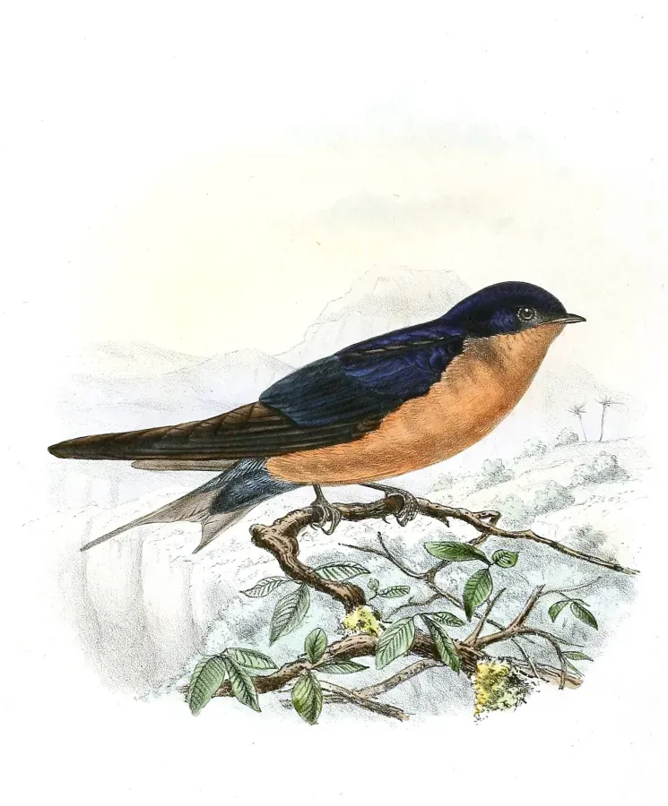 File:Hirundo nigrorufa 1894.jpg