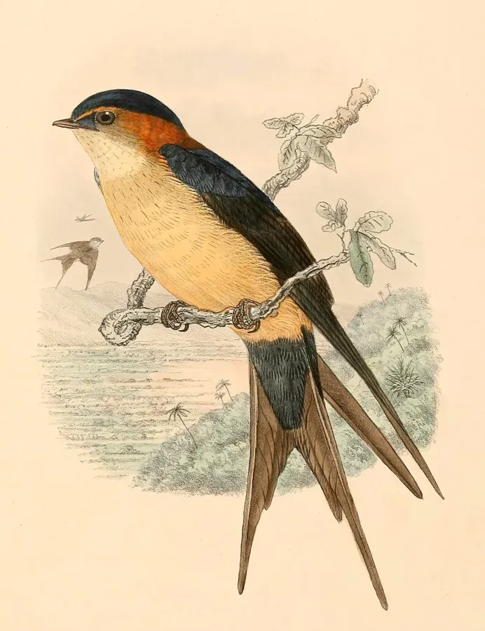 File:Cecropis daurica melanocrissus 1894.jpg