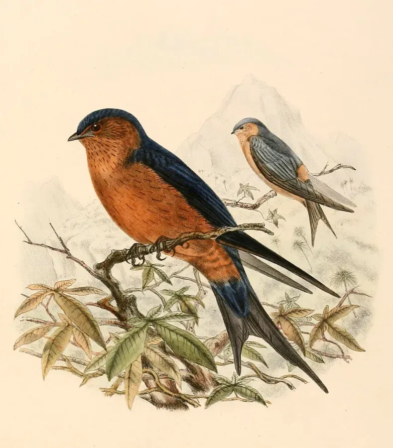 File:Cecropis hyperythra 1894.jpg