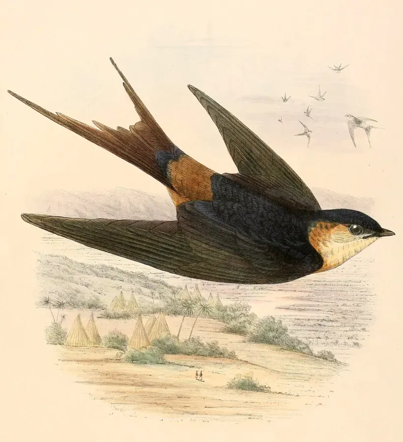 File:Cecropis senegalensis 1894.jpg