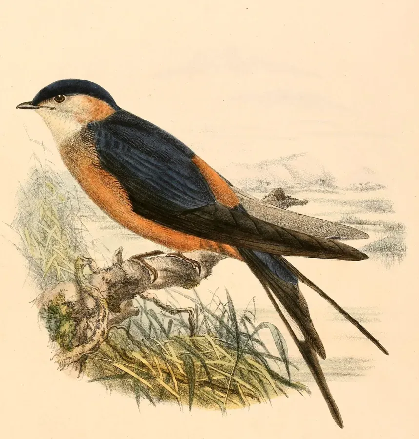 File:Cecropis senegalensis monteiri 1894.jpg