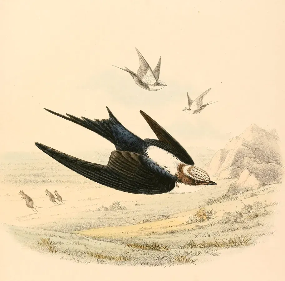 File:Cheramoeca leucosterna 1894.jpg