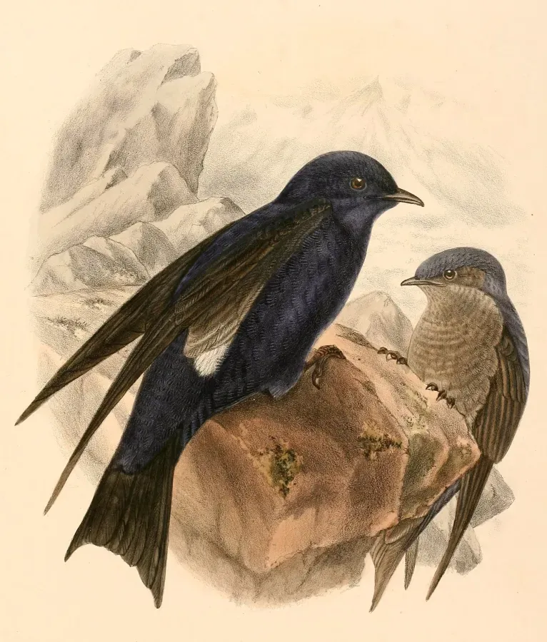 File:Progne elegans 1894.jpg