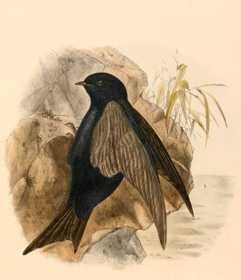 File:Progne modesta 1894.jpg