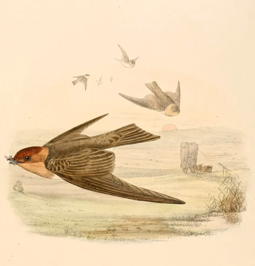File:Alopochelidon fucata 1894.jpg