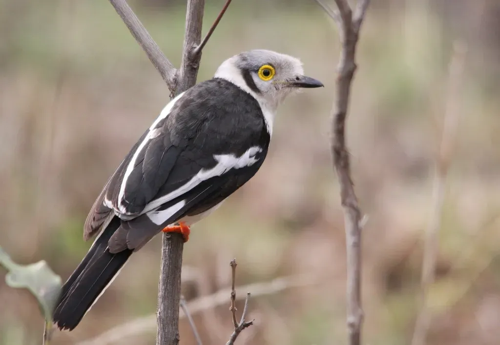 File:White-crested Helmetshrike (Prionops plumatus).jpg