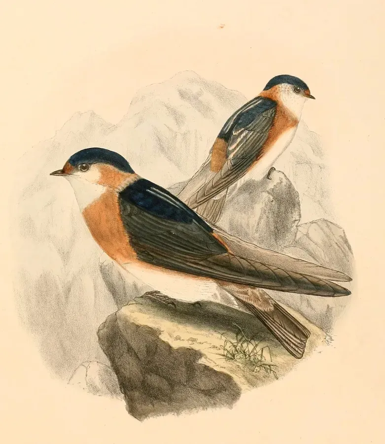 File:Petrochelidon rufocollaris 1894.jpg