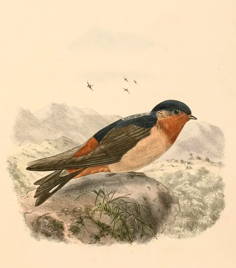 File:Petrochelidon rufigula 1894.jpg