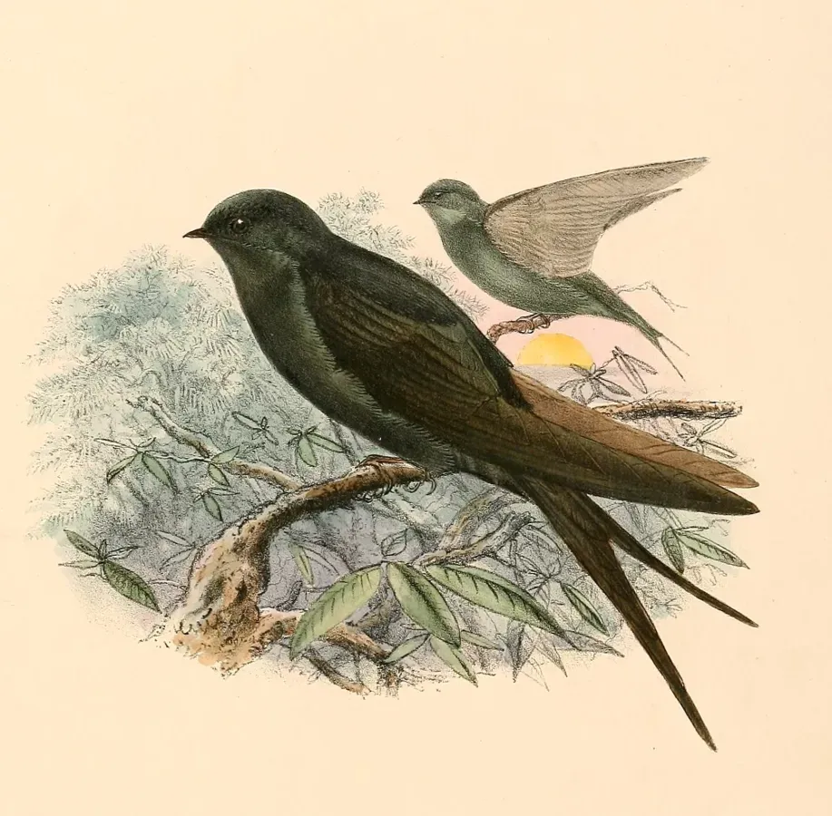 File:Psalidoprocne pristoptera holomelas 1894.jpg