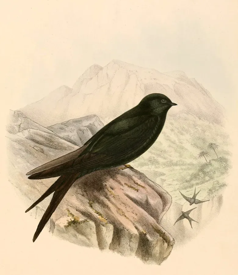 File:Psalidoprocne pristoptera orientalis 1894.jpg