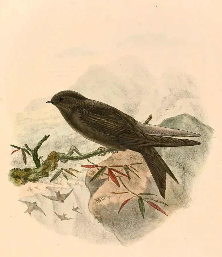 File:Psalidoprocne fuliginosa 1894.jpg