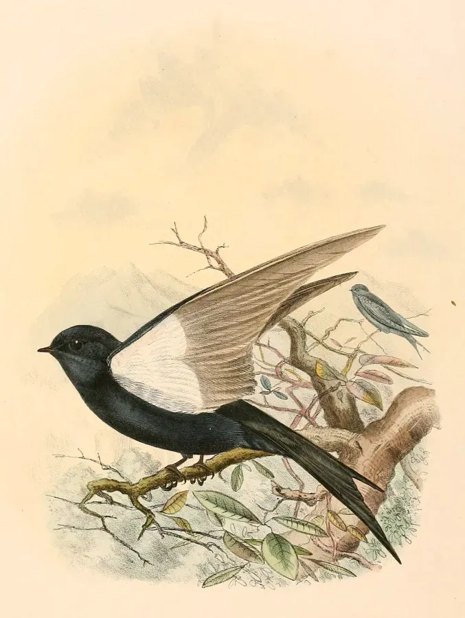 File:Psalidoprocne pristoptera pristoptera 1894.jpg