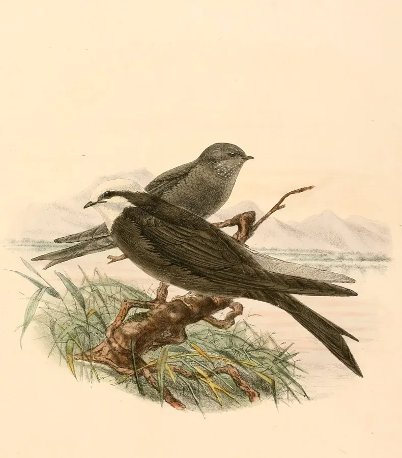 File:Psalidoprocne albiceps 1894.jpg