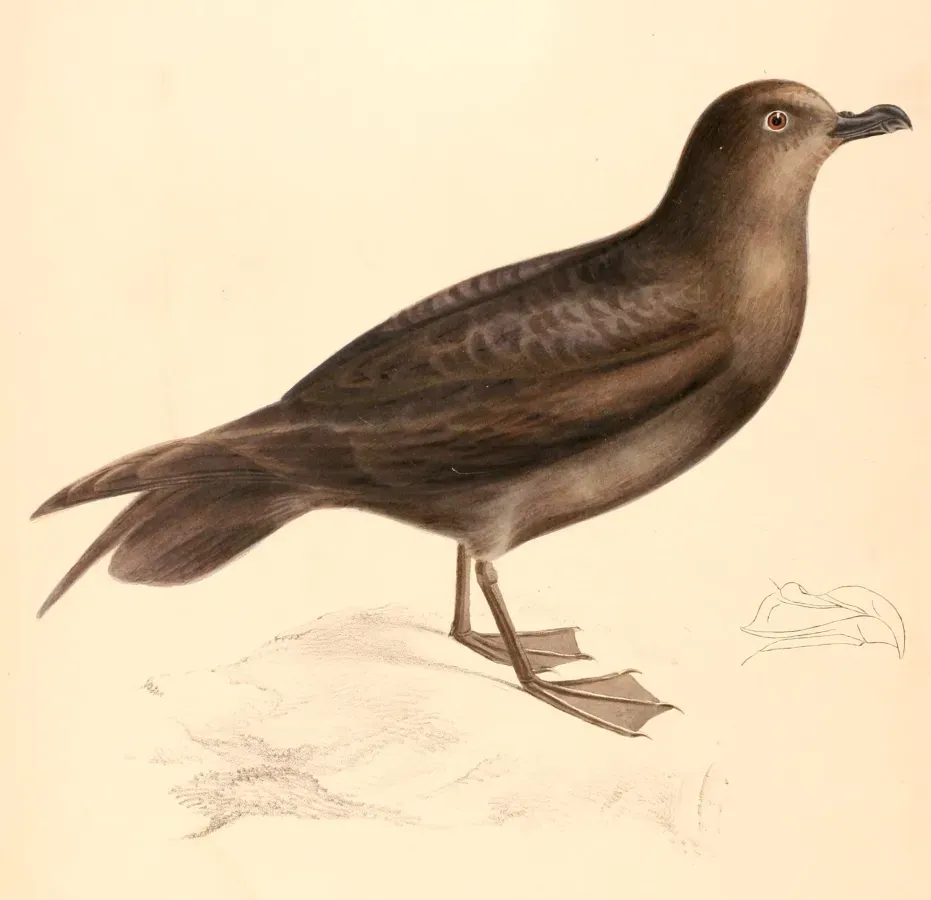 File:Pterodroma macroptera 1838.jpg