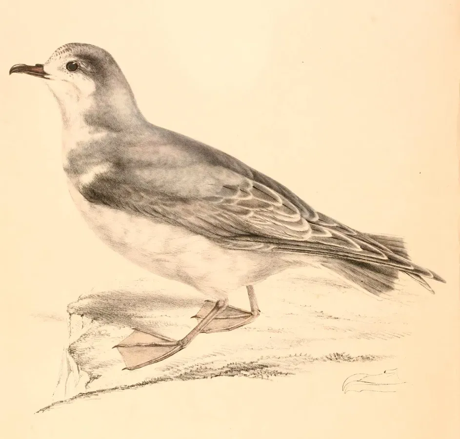 File:Pachyptila vittata 1838.jpg