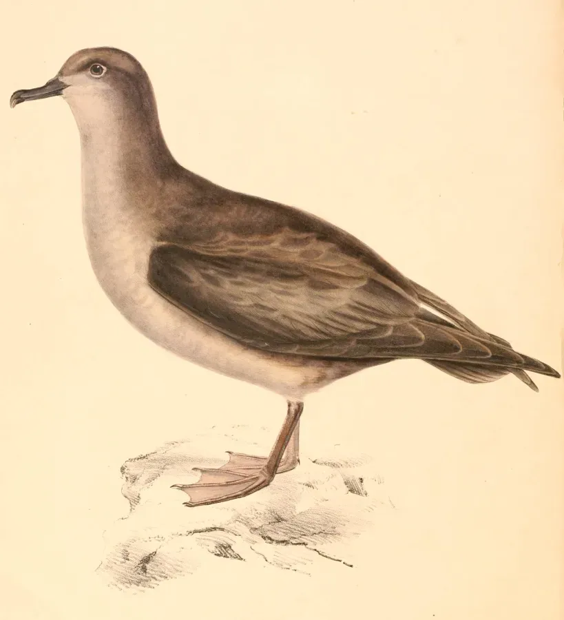File:Procellaria cinerea 1838.jpg