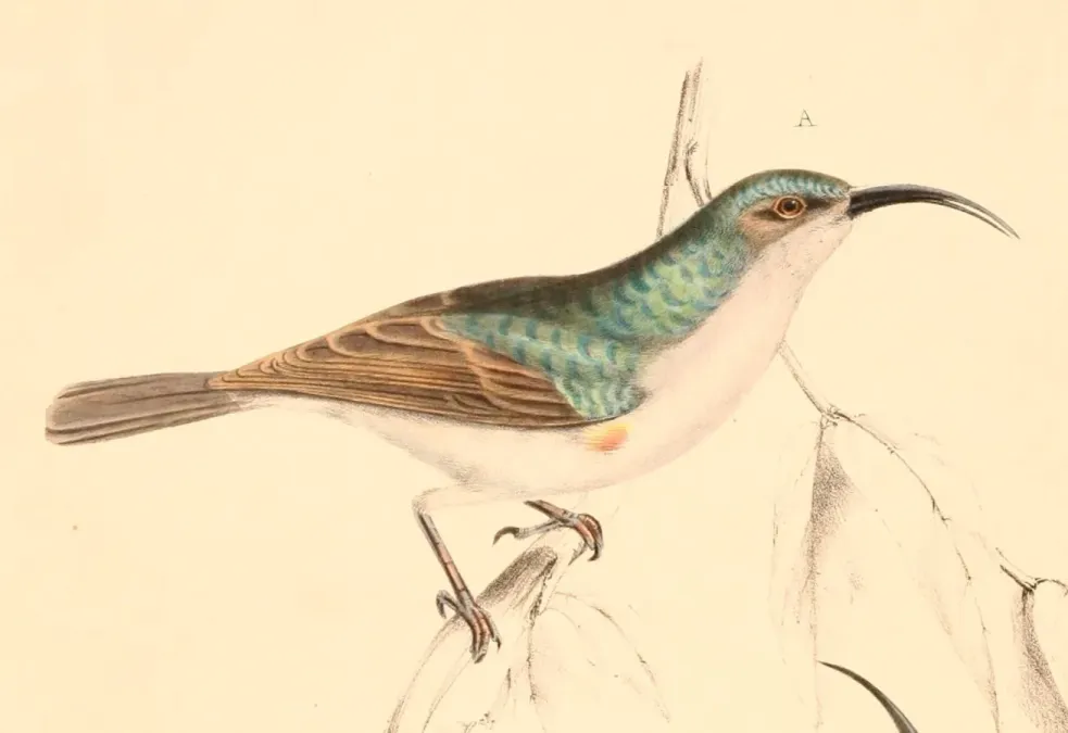 File:Cyanomitra veroxii male 1838.jpg