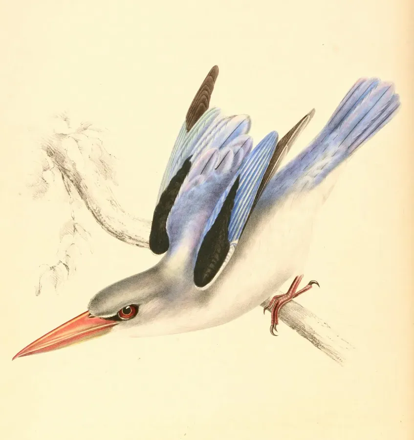 File:Halcyon senegaloides 1838.jpg