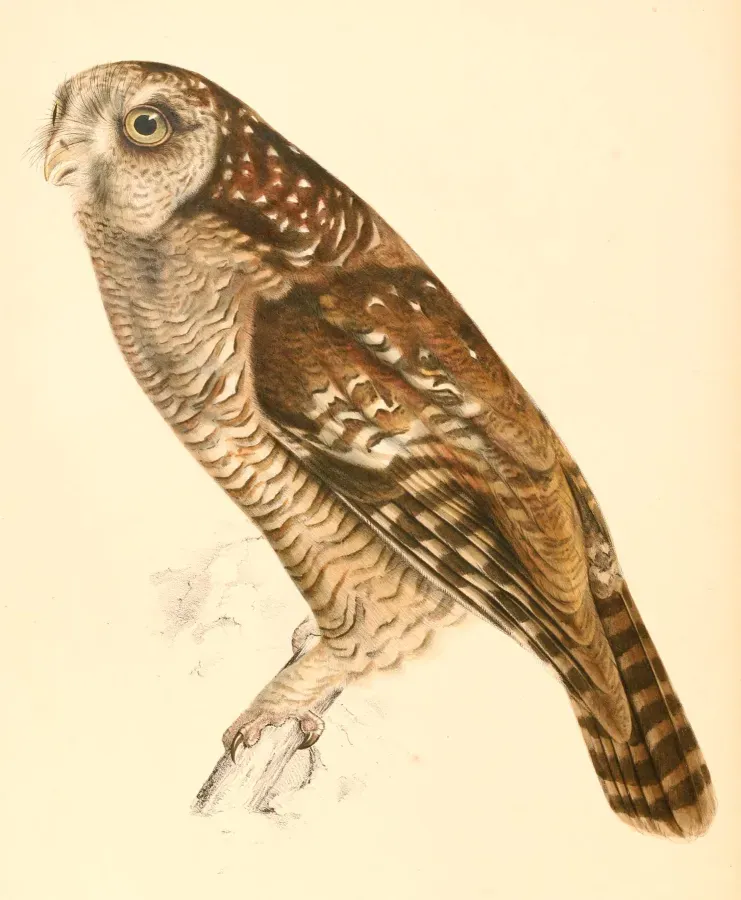 File:Strix woodfordii 1838.jpg