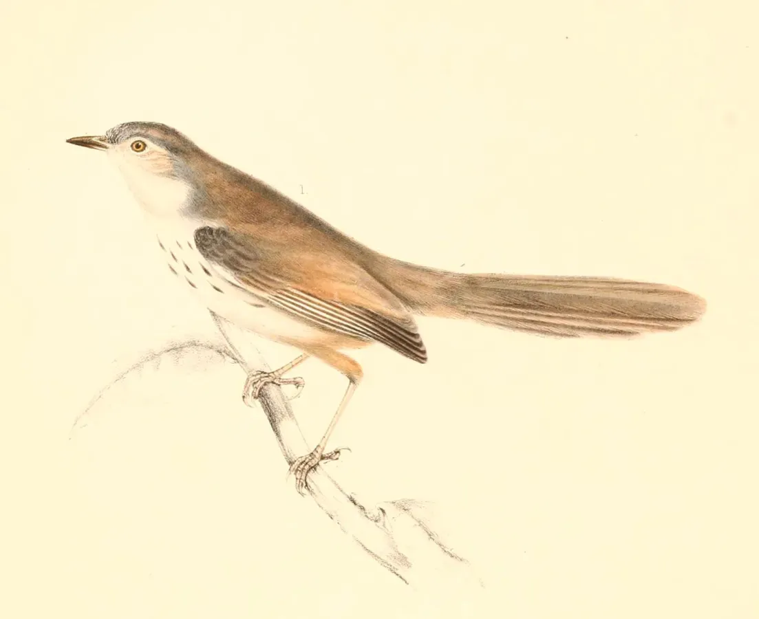 File:Phragmacia substriata 1838.jpg