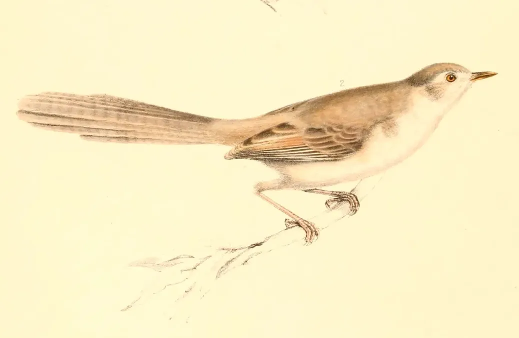 File:Prinia flavicans 1838.jpg