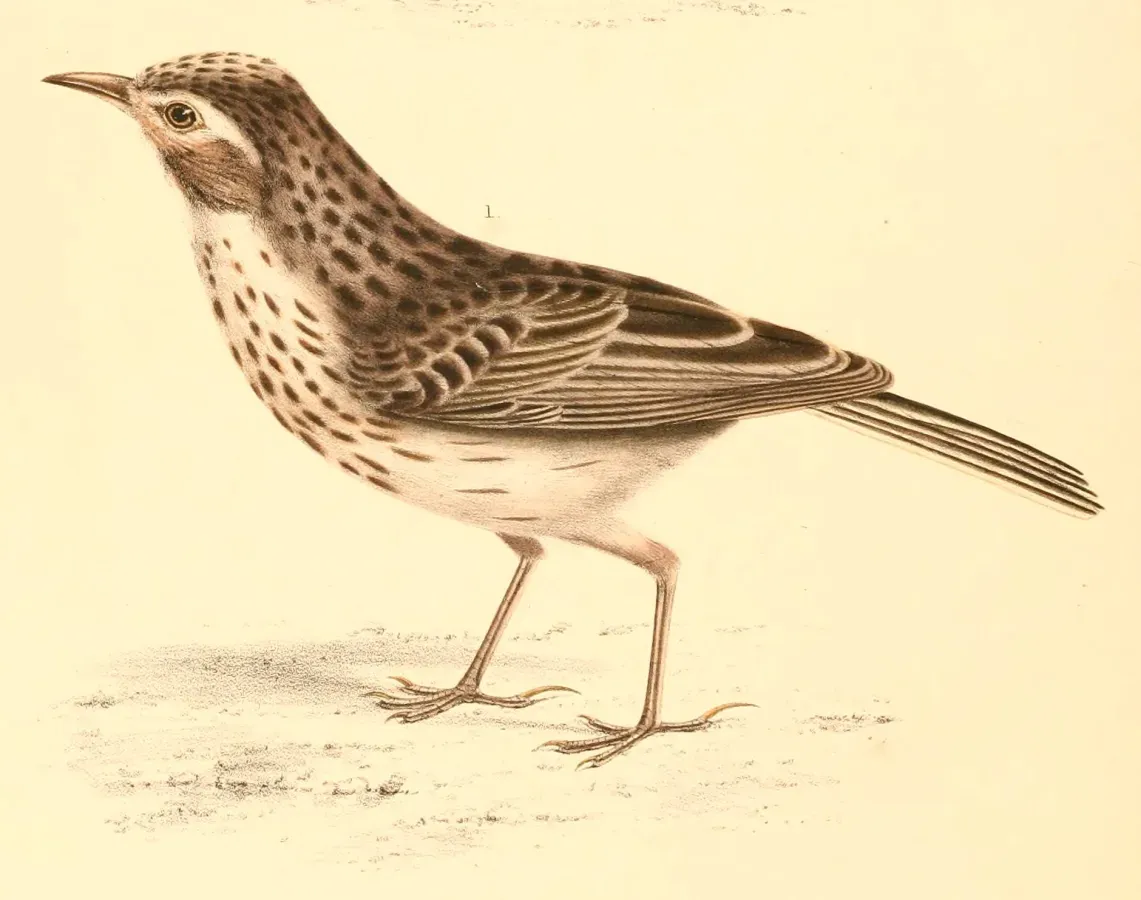 File:Calendulauda albescens codea 1838.jpg