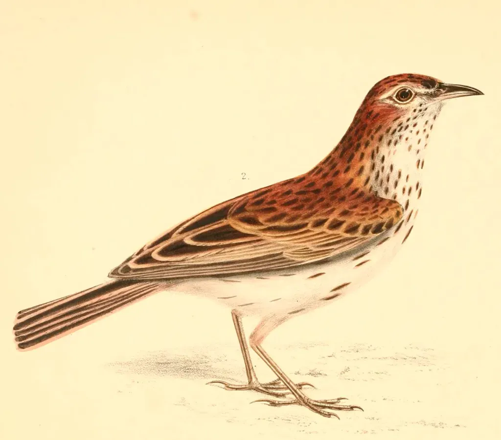 File:Calendulauda albescens guttata 1838.jpg