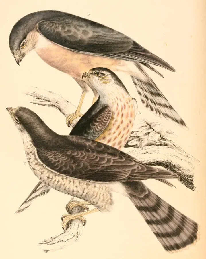 File:Accipiter rufiventris 1838.jpg