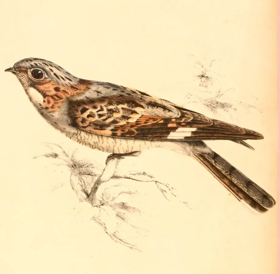 File:Caprimulgus rufigena 1838.jpg