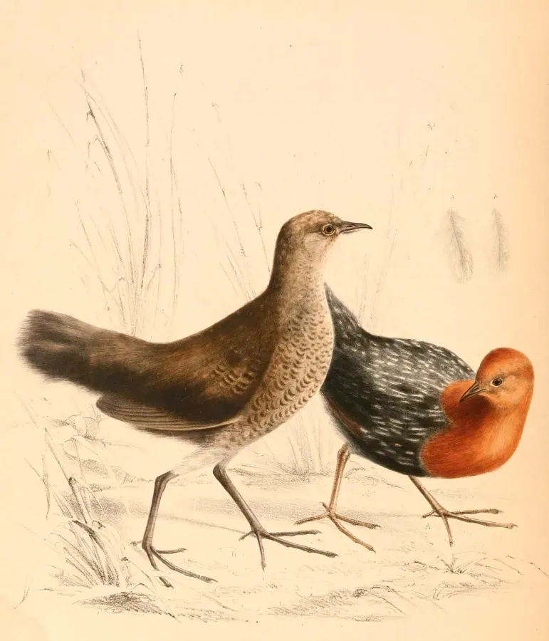 File:Sarothrura rufa rufa 1838.jpg