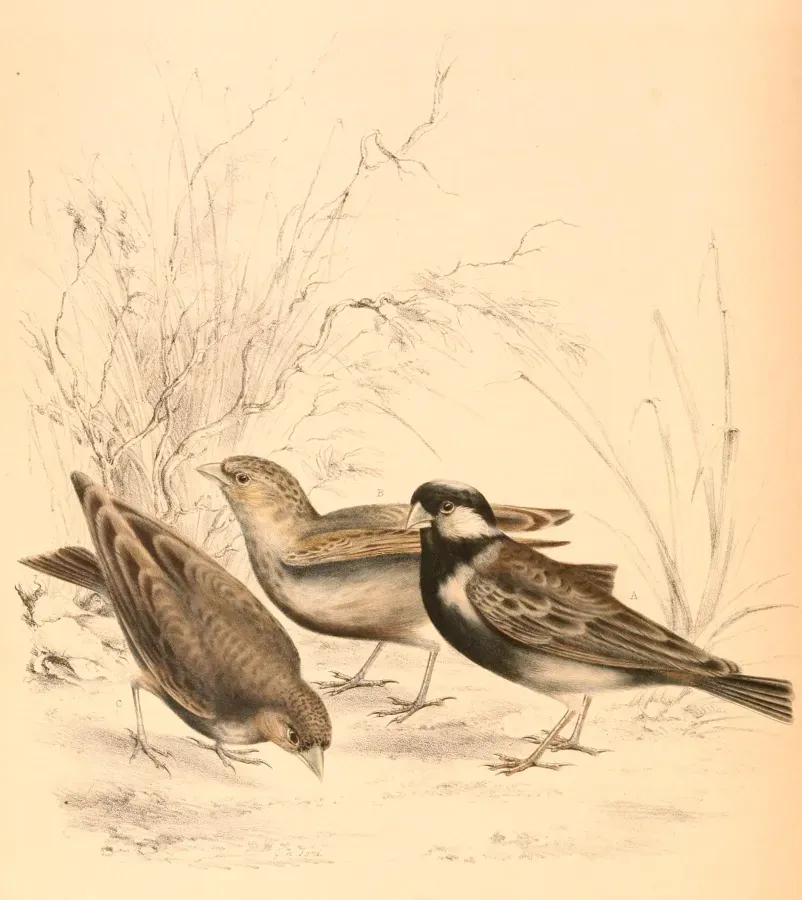 File:Eremopterix verticalis verticalis 1838.jpg