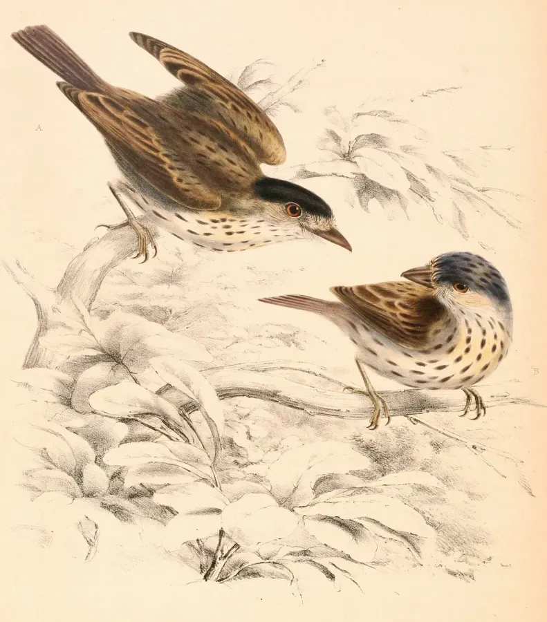 File:Smithornis capensis capensis 1838.jpg