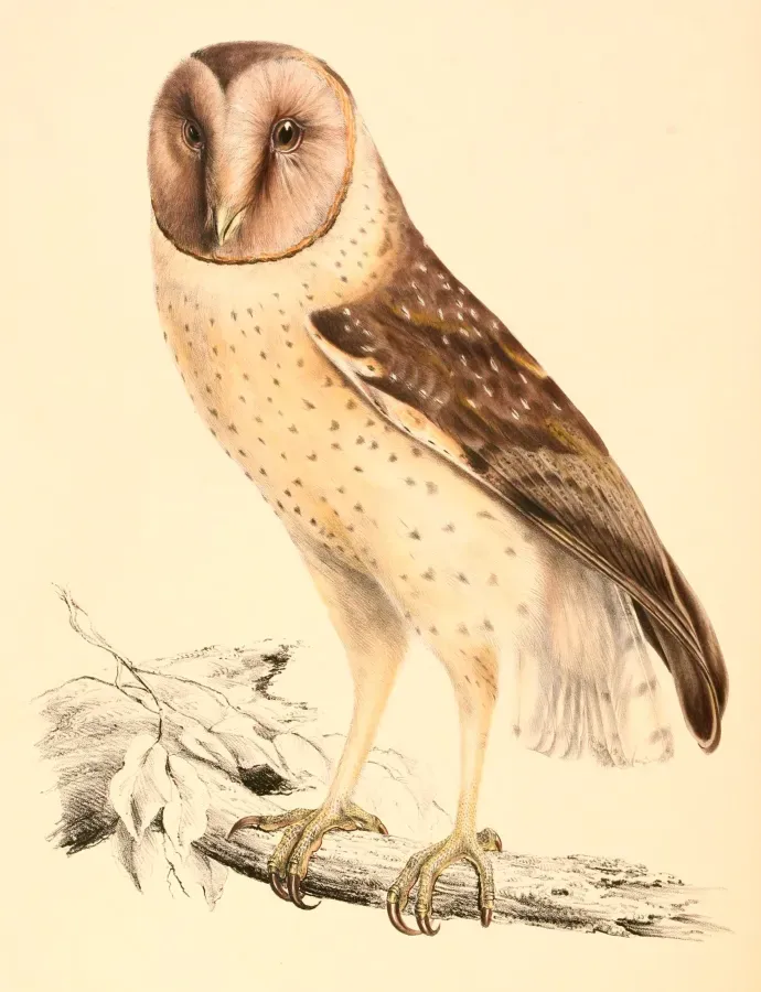File:Tyto capensis capensis 1838.jpg