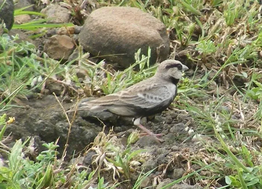 File:Ashy-crowned Sparrow-Lark Eremopterix griseus. Yavatmal, Maharashtra, India (2).JPG