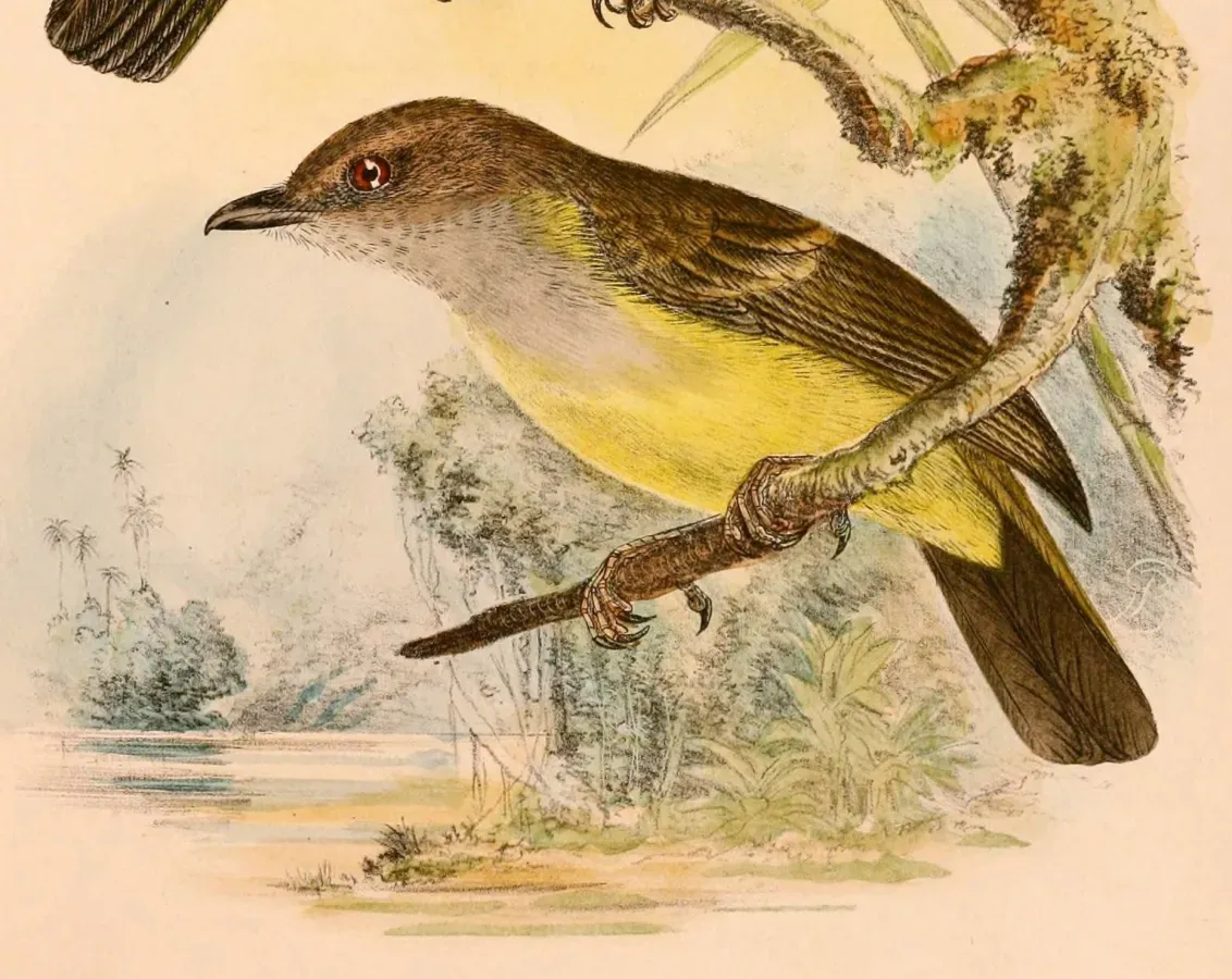 File:Pachycephala sulfuriventer 1898.jpg