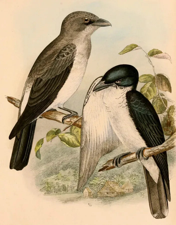 File:Coracina bicolor 1898.jpg