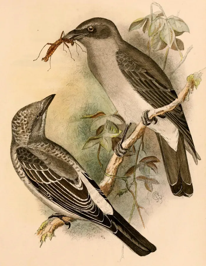 File:Coracina leucopygia 1898.jpg