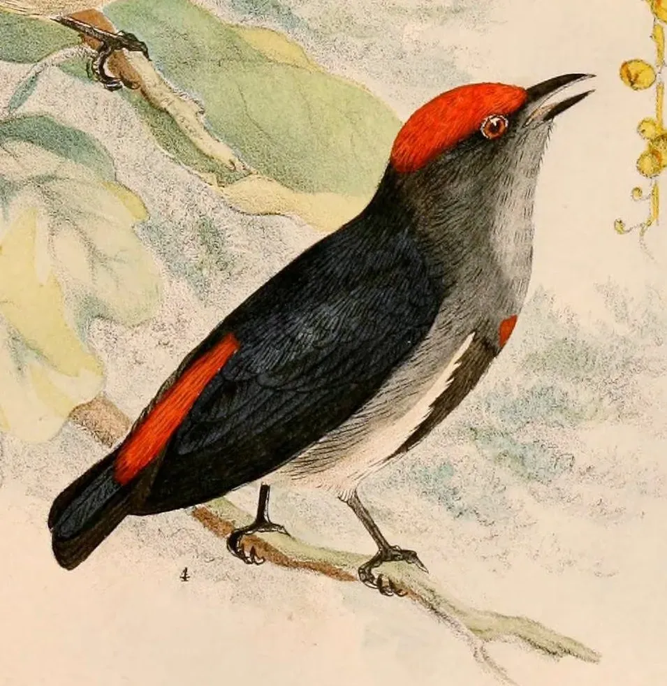 File:Dicaeum nehrkorni 1898.jpg