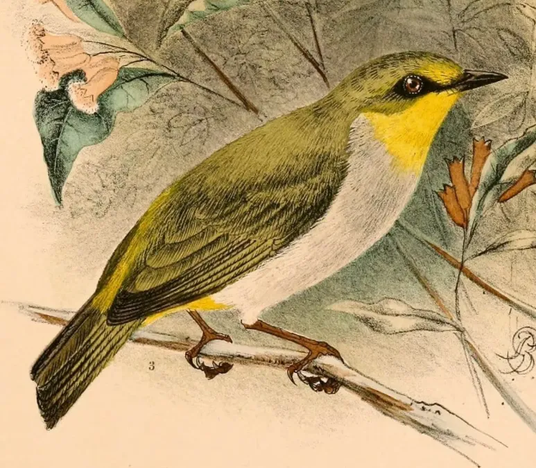 File:Zosterops anomalus anomalus 1898.jpg