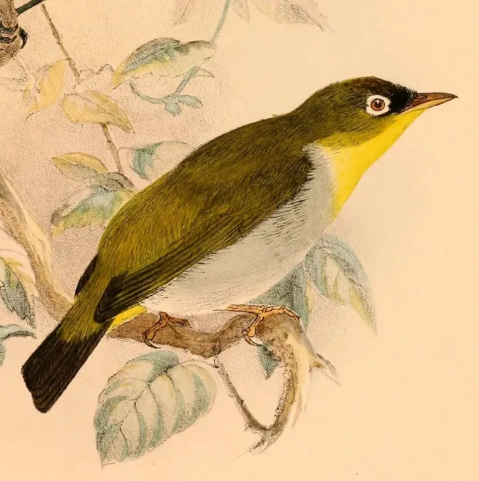 File:Zosterops nehrkorni 1898.jpg