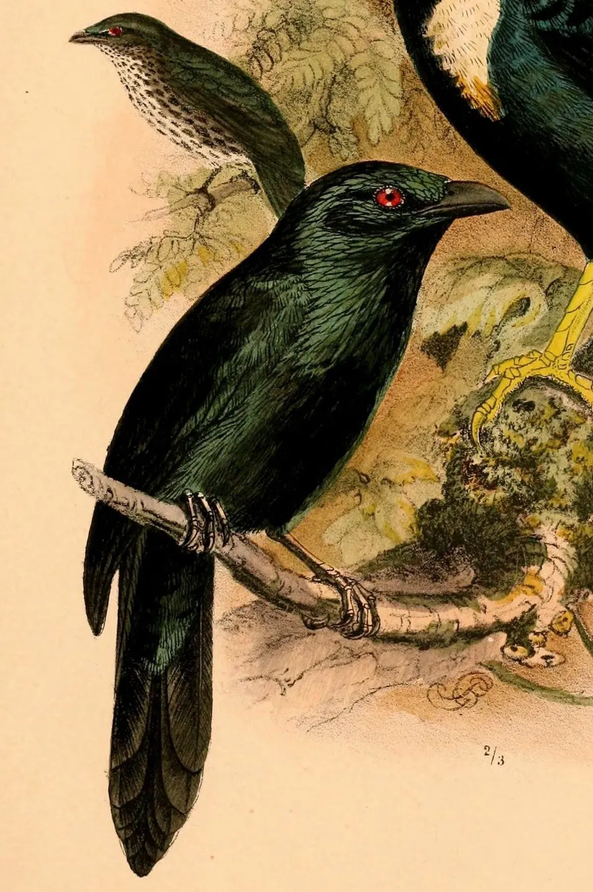 File:Aplonis mysolensis sulaensis 1898.jpg
