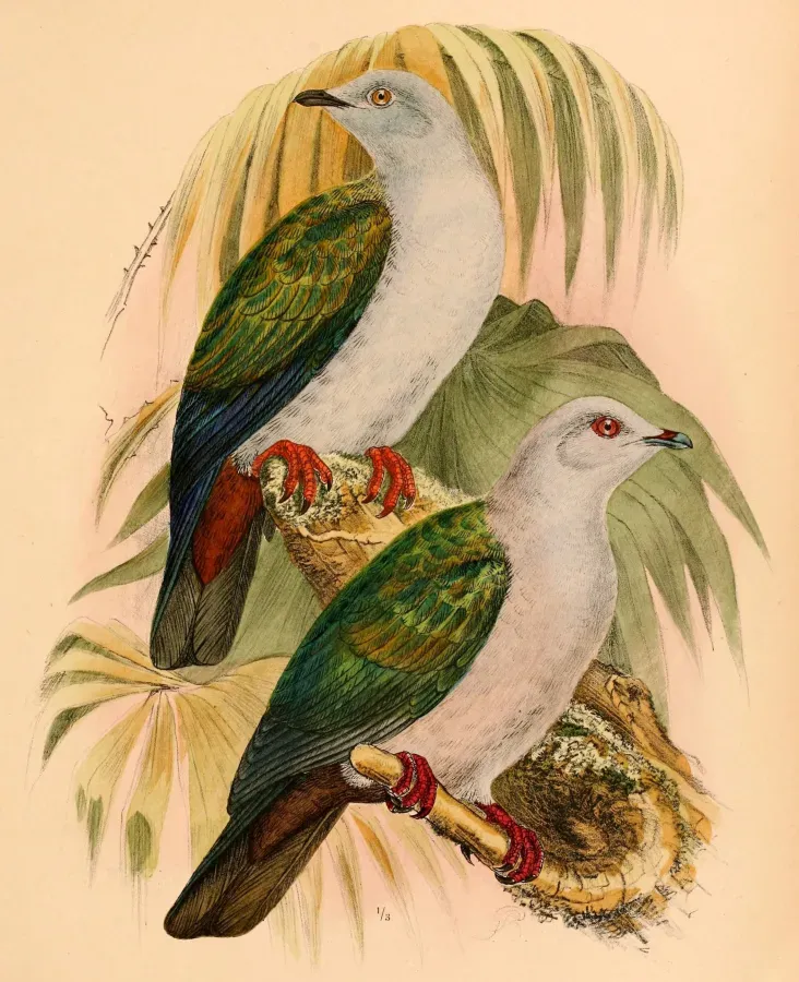 File:Ducula concinna 1898.jpg