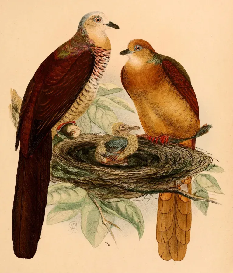 File:Macropygia amboinensis albicapilla 1898.jpg