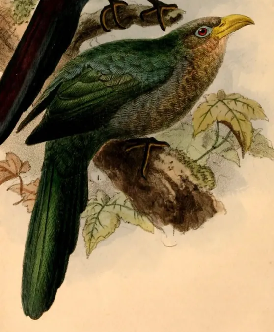 File:Ceuthmochares australis 1884.jpg