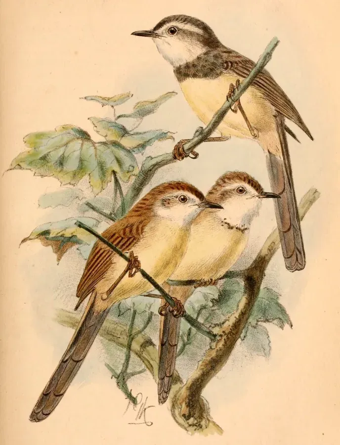 File:Prinia flavicans 1884.jpg