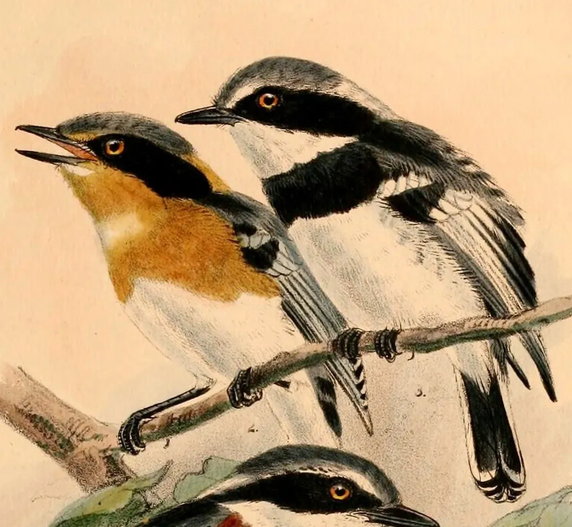 File:Batis pririt 1884.jpg
