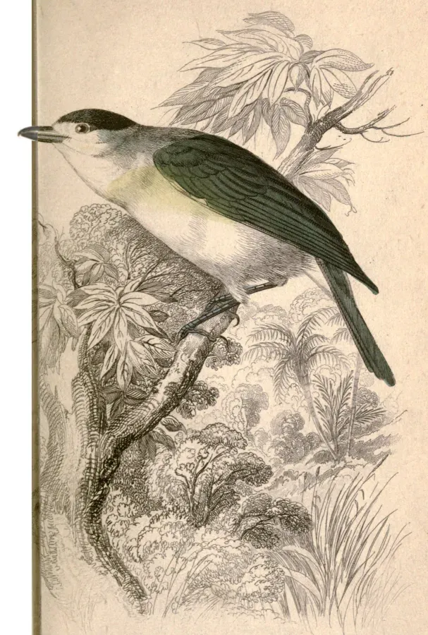File:Pachyramphus viridis 1845.jpg